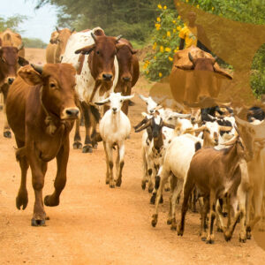 Qurbani